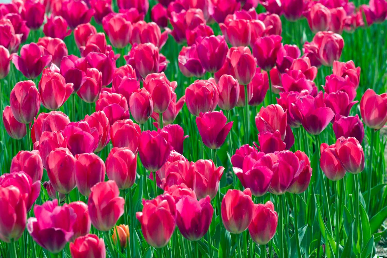 Tulipe 'Lady van Eijk'